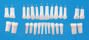 Simple Root Tooth Model (Permanent Tooth) [A5A-200]