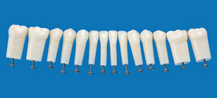 Simple Root Tooth Model (Permanent Tooth) [A5A-500]