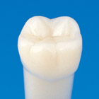 Simple Root Tooth Model (Permanent Tooth) [A5A-500]