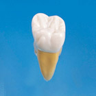 2.5X Size Anatomical Tooth Model [B10-330]