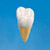 2.5X Size Anatomical Tooth Model  [B10-330]