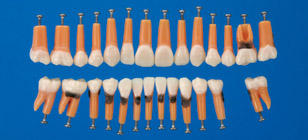 Anatomical Simple Root Tooth Model [B1A Series]