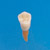 Anatomical Tooth Model  [B3-306]