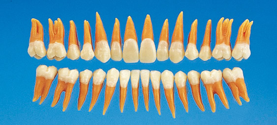 Anatomical Tooth Model  [B2-TA.2]