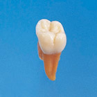 Anatomical Tooth Model [B2-TA.2]