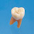 Anatomical Tooth Model  [B2-TA.2]