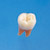 Anatomical Tooth Model  [B2-TA.2]