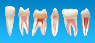 Anatomical Pulp Cavity & Root Model [B22X Series]