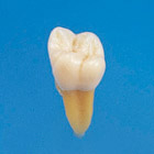 Anatomical Tooth Model [B3-305]