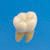 Anatomical Tooth Model  [B3-305]