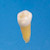 Anatomical Tooth Model  [B3-305]