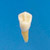 Anatomical Tooth Model  [B3-305]