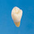 Anatomical Tooth Model  [B3-305]