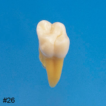 Anatomical Tooth Model  [B3-SB.1]