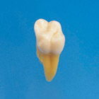 Anatomical Tooth Model [B3-SB.1]