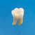 Anatomical Tooth Model  [B3-SB.1]