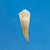 Anatomical Tooth Model  [B3-SB.1]