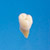 Anatomical Tooth Model  [B3-SB.1]