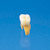 Anatomical Primary Tooth Model  [B4-309]