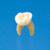 Anatomical Primary Tooth Model  [B4-309]