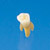 Anatomical Primary Tooth Model  [B4-309]