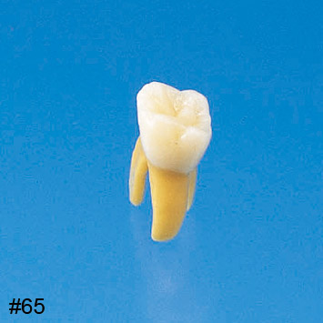 Anatomical Primary Tooth Model  [B4-309B]