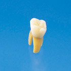 Anatomical Primary Tooth Model [B4-309B]