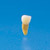 Anatomical Primary Tooth Model  [B4-309B]