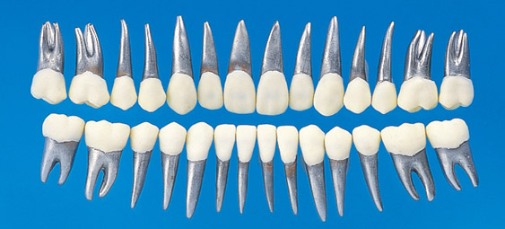 Typodont Tooth Model  [B9-500]
