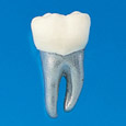 Typodont Tooth Model [B9-500]