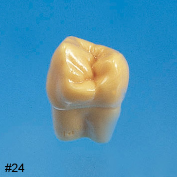 1.2X Size Tooth Model with Base  [C13-AT.31]