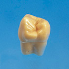 2X Size Tooth Model [C12-AT.1A]