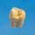 2X Size Tooth Model  [C12-AT.1A]