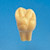 2X Size Tooth Model  [C12-AT.1A]
