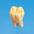 2X Size Tooth Model  [C12-AT.1A]