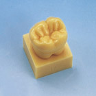 1.2X Size Tooth Model with Base [C13-AT.31]