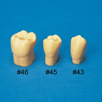 4X Size Resin Tooth Model  [C3-304]