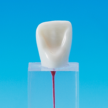 Root Canal Model  [E-END3M Series]