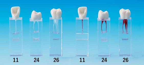 Root Canal Model  [E-END3M Series]
