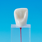 Root Canal Model [E-END3M Series]