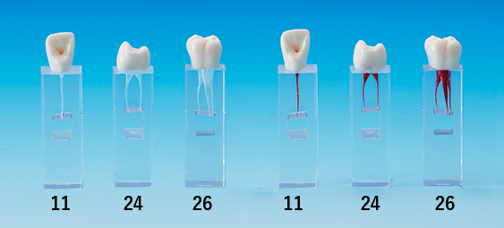 Root Canal Model  [E-END3N Series]