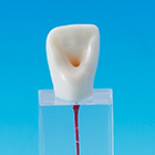 Root Canal Model [E-END3N Series]