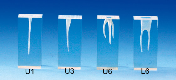 Root Canal Model  [S1 Series]