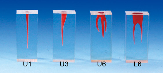 Root Canal Model  [S2 Series]