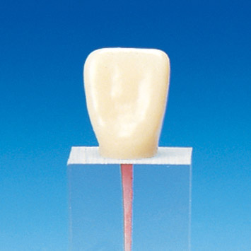 Root Canal Model  [S3 Series]