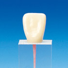 Root Canal Model [S3 Series]