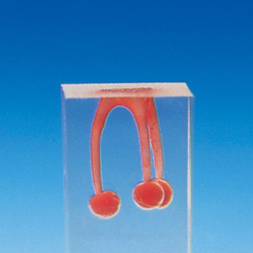 Root Canal Model  [S6 Series]