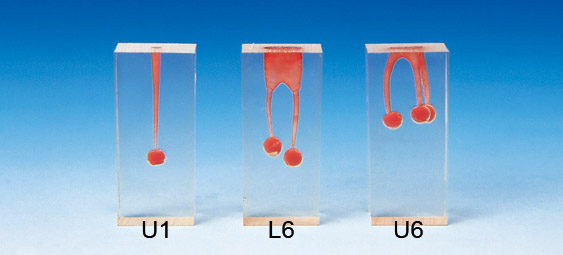 Root Canal Model  [S6 Series]