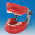 Hard Gingiva Jaw Model (Mixed Dentition) [PDI2001-UL-HD-FEM]