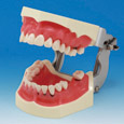 Periodontal Jaw Model [PER2002-UL-SP-FEM-28]